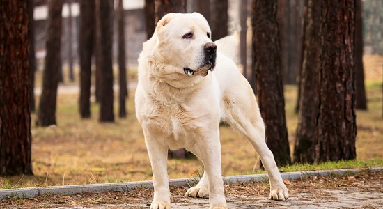 Kā lai uzlabo pakaļkāju lokanību lielam sunim?