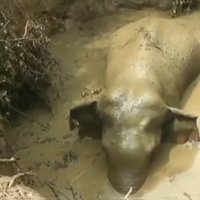 Video: Ar šāviena skaņām Šrilankā no bedres izdzen ziloni