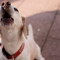 Любители поговорить: 11 самых шумных пород собак