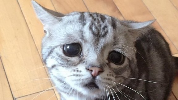 Luhū, Luhu, skumjais kaķis, saddest cat