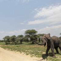 Dienas ceļojumu foto: Kā Āfrikas zilonis reaģē uz fotografēšanu