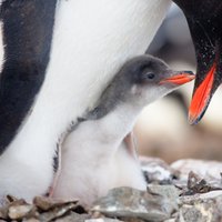 Pingvīnu izdotajām skaņām ir līdzība ar cilvēku valodu, atklāj pētījums