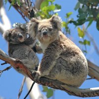 Pastāv bažas par tūkstošiem koalu bojāeju Austrālijā ugunsgrēkos