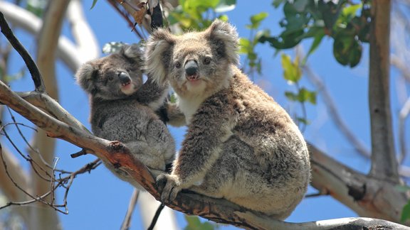 koala