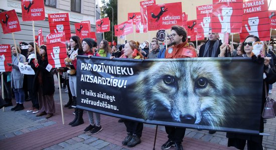 Foto: 'Brīvību dzīvniekiem!' – pie Saeimas aktīvi piketē pret kažokzvēru audzētavām