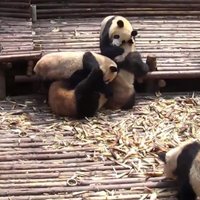 Video: Jaukas pandas sarīko masveida kautiņu