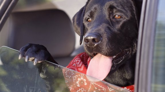 Suns, labradors, auto, mašīna