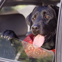 Neatstāj suni vienu automašīnā! Pat 15 minūtes var būt liktenīgas