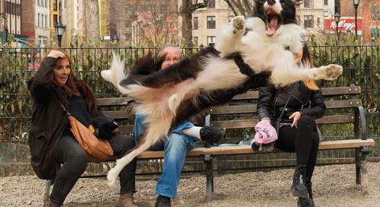 Foto: Noskaidroti konkursa 'Comedy Pet Photo Awards' finālisti