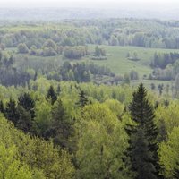 Latvijas mežos joprojām saglabājas augsta ugunsbīstamība, apgalvo VMD