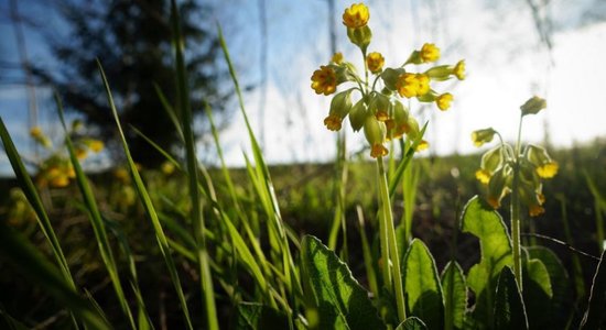 Aicina piedalīties gaiļbiksīšu skaitīšanas akcijā visā Eiropā