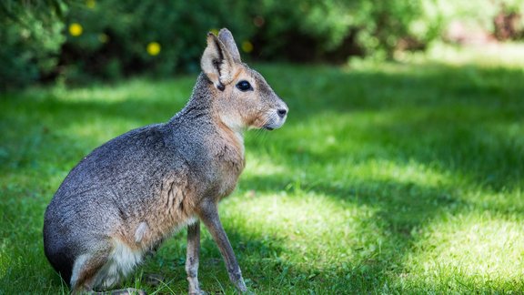 patagonijas mara