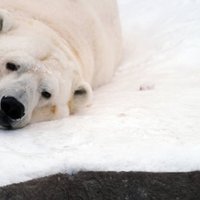 Рижский зоопарк рискует потерять белого медведя