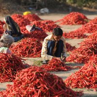 Foto: Pasaules tirgus līderis – Indijas sarkano piparu plantācijas