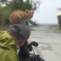 Video: Klaiņojošs kaķēns veikli sadraudzējas ar slavenu dabas fotogrāfu