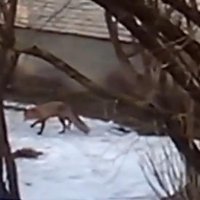 ВИДЕО: Осторожно, во дворах жилых домов Риги шныряют голодные лисы!