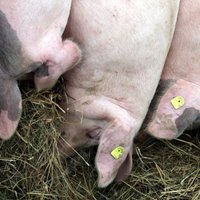 Новая вспышка африканской чумы свиней в Валкском крае