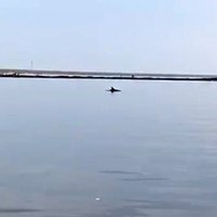 Video: Pie Mangaļsalas mola atkal manīts delfīns