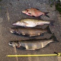 Латвийские браконьеры открыли сезон нелегального лова лососевых