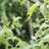 Zirneklis dārzā: ienaidnieks vai draugs?