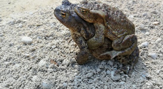 На этой неделе — пик миграции жаб. Управление охраны природы набирает волонтеров