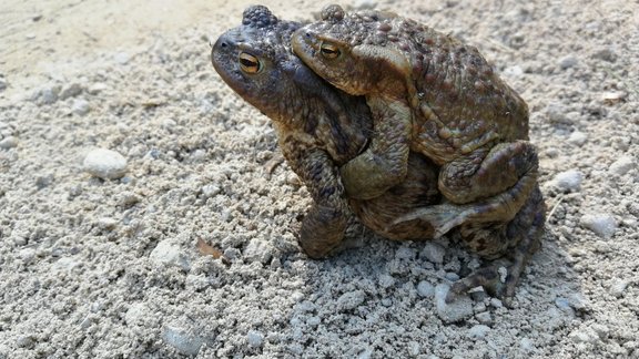 Krupju pāris pavasarī, lielākais dzīvnieks – mātīte. Foto: Ērika Kļaviņa.