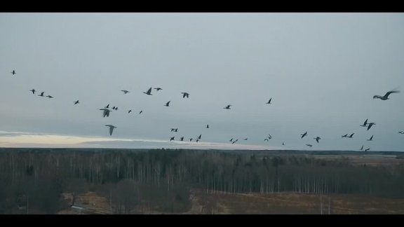 Lielais pārlidojums: zosu atgriešanās Koknesē fiksēta skaistā video