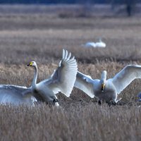 В Даугавпилсе у умерших водоплавающих птиц констатирован птичий грипп