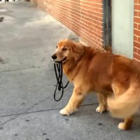 Foto: Apķērīgais suņuks Sportijs, kurš prot pats sevi izvest pastaigā