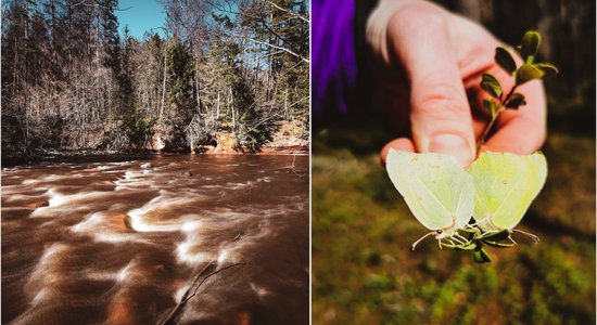 Foto: Kā Nītaurē Lielajā piektdienā kusa sniegs un lidoja tauriņi