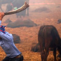 Baisi kadri: Hinduisti vērienīgā dzīvnieku slaktiņā slavē varas dievieti