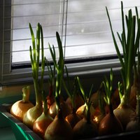 Огород на подоконнике: как вырастить сочный зеленый лук (по советам профессионала)