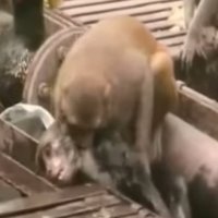 Video: Pērtiķis izglābj draugu no drošas nāves