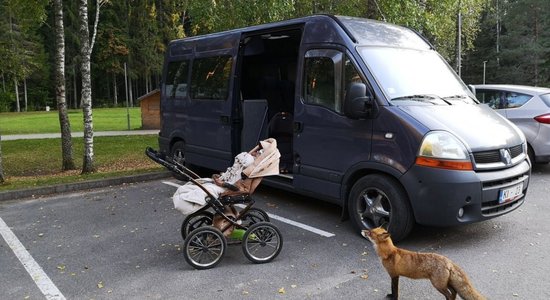 Foto: Līgatnes dabas takās nāk 'draudzēties' lapsa; zvēra dzīvība pilnībā atkarīga no cilvēka