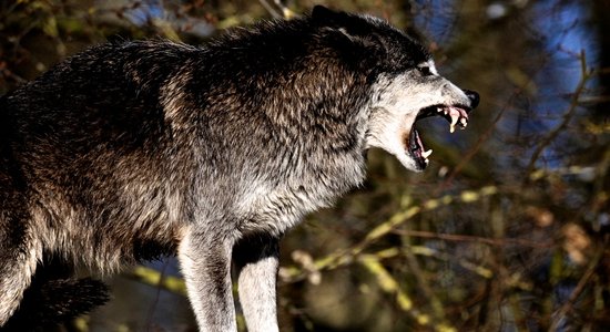 Nedēļas laikā vilki iznīcinājuši divus medību suņus  