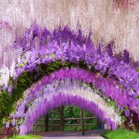 Foto: Cita realitāte pasakainā ziedu tunelī Japānā