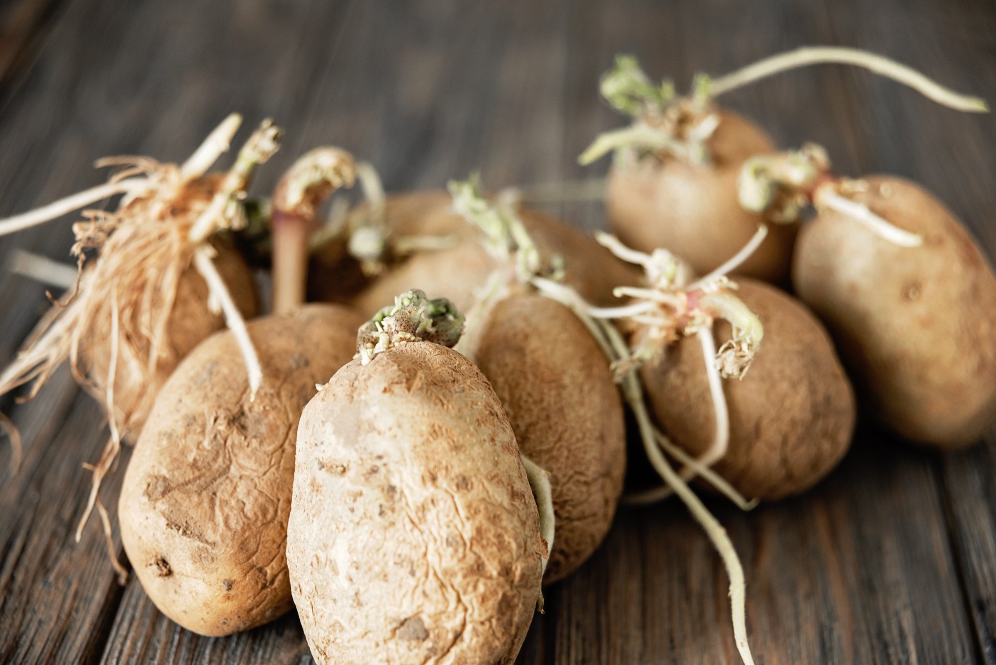 Atkal sabojājušies kartupeļi? Novērs kartupeļu dīgšanu ar šo triku