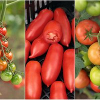 Hibrīdie tomāti brangai ražai: ieteicamais stādu daudzums ģimenes vajadzībām