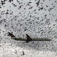 В России самолеты все чаще сталкиваются с птицами. Что происходит?