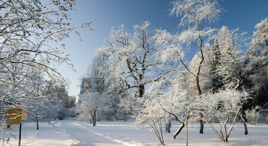 LU Botāniskais dārzs aicina uz Ziemassvētku tirdziņu