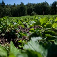 Lauku saimniecības Latvijā kļūst lielākas