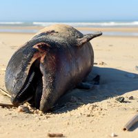 Francijas pludmalēs izskalo ap 1200 mirušu delfīnu