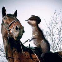 Dīvaini foto: Zirgu mugurā jāj braši surikati