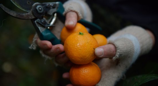 Faktu pārbaude: Vai defekti uz mandarīna mizas vēsta par ko nelāgu?