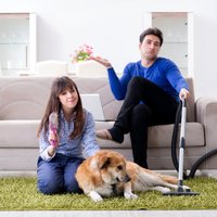 Padoms: kā efektīvi attīrīt mīkstās mēbeles no mīluļa spalvām