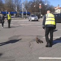 Video: Rīgas centrā ļaudis palīdz pīļu mammai ar mazuļiem tikt pāri ielai