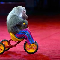Сейм одобрил запрет на использование диких животных в цирке