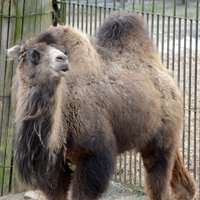 Pirmie Rīgas zoo dāvinātie dzīvnieki nonākuši Tbilisi