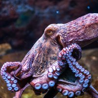 'Jūras hameleoni' ar trim sirdīm. Mazzināmi fakti par astoņkājiem