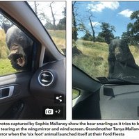 В Британии медведь из-за жары напал на машину с ребенком